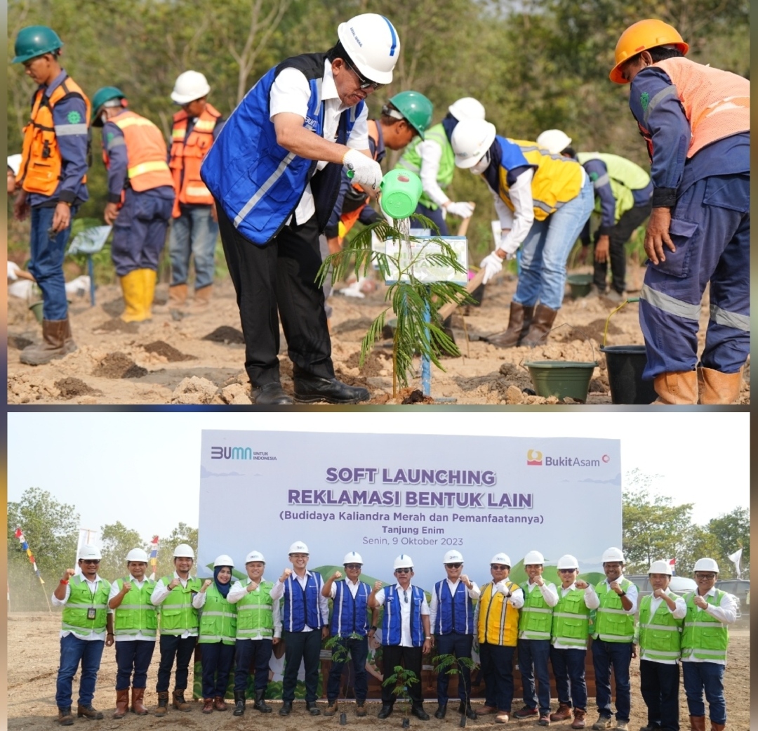 Bukit Asam (PTBA) Kembangkan Energi Biomassa dari Kaliandra Merah