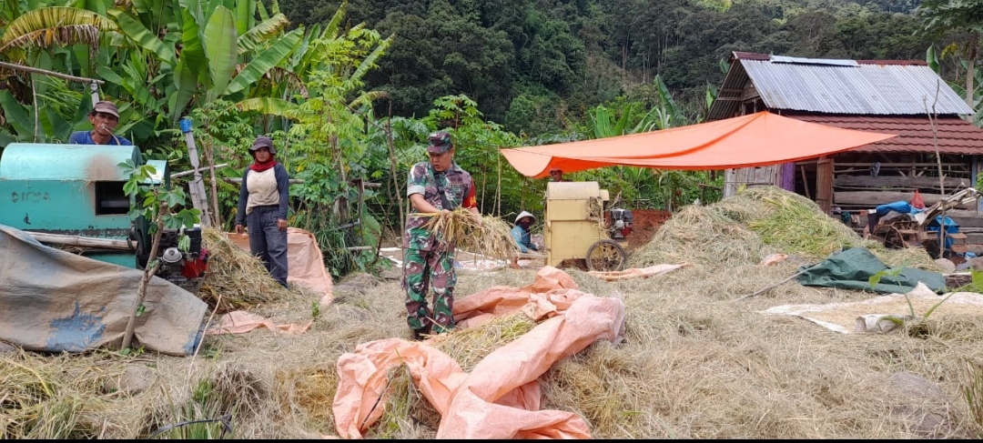 Dukung Ketahanan Pangan, Babinsa Desa Lubuk Nipis, Koramil 404-05/TE  Bantu Warga Panen Padi