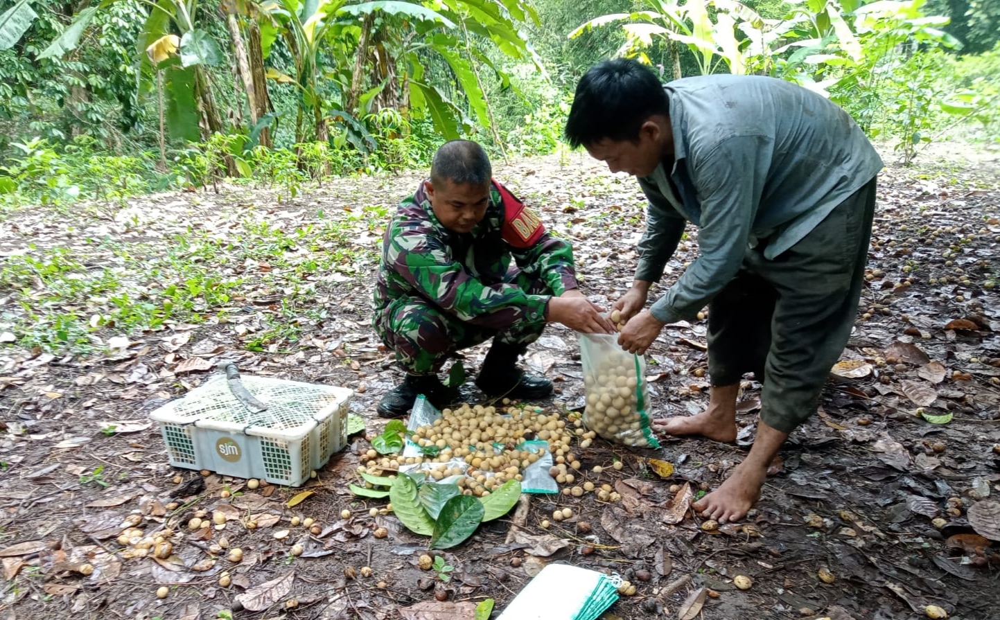 Lewat Komsos, Sertu Junsafri  Dengarkan Keluhan Petani Terkait Anjlok Harga Buah Duku
