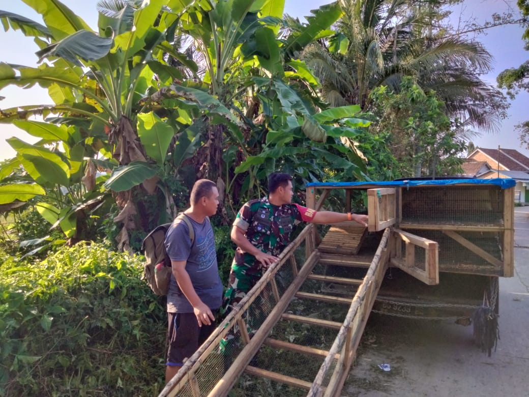 Babinsa Desa Matas ikut Mengumbar Ternak itik petelor Warga Di Desa BinaanNya
