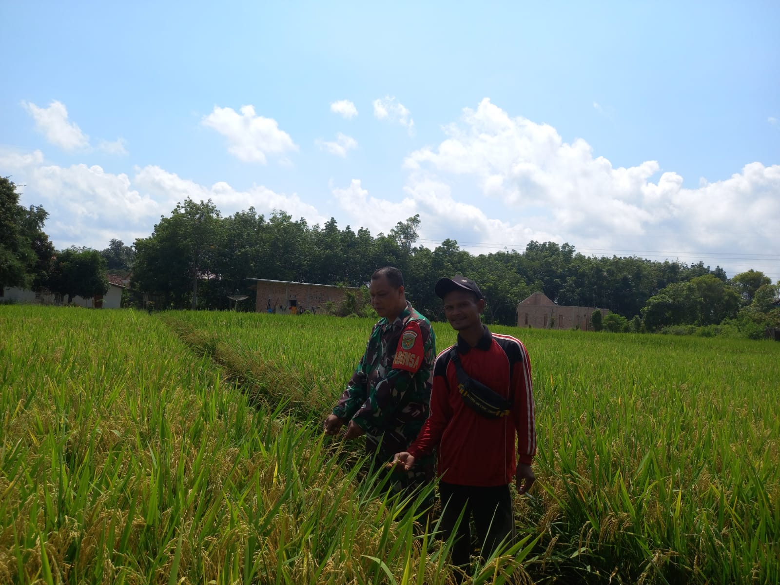 Dukung Program Ketahanan Pangan, Babinsa Serda Amrul lakukan Pengecekan Lahan Tani
