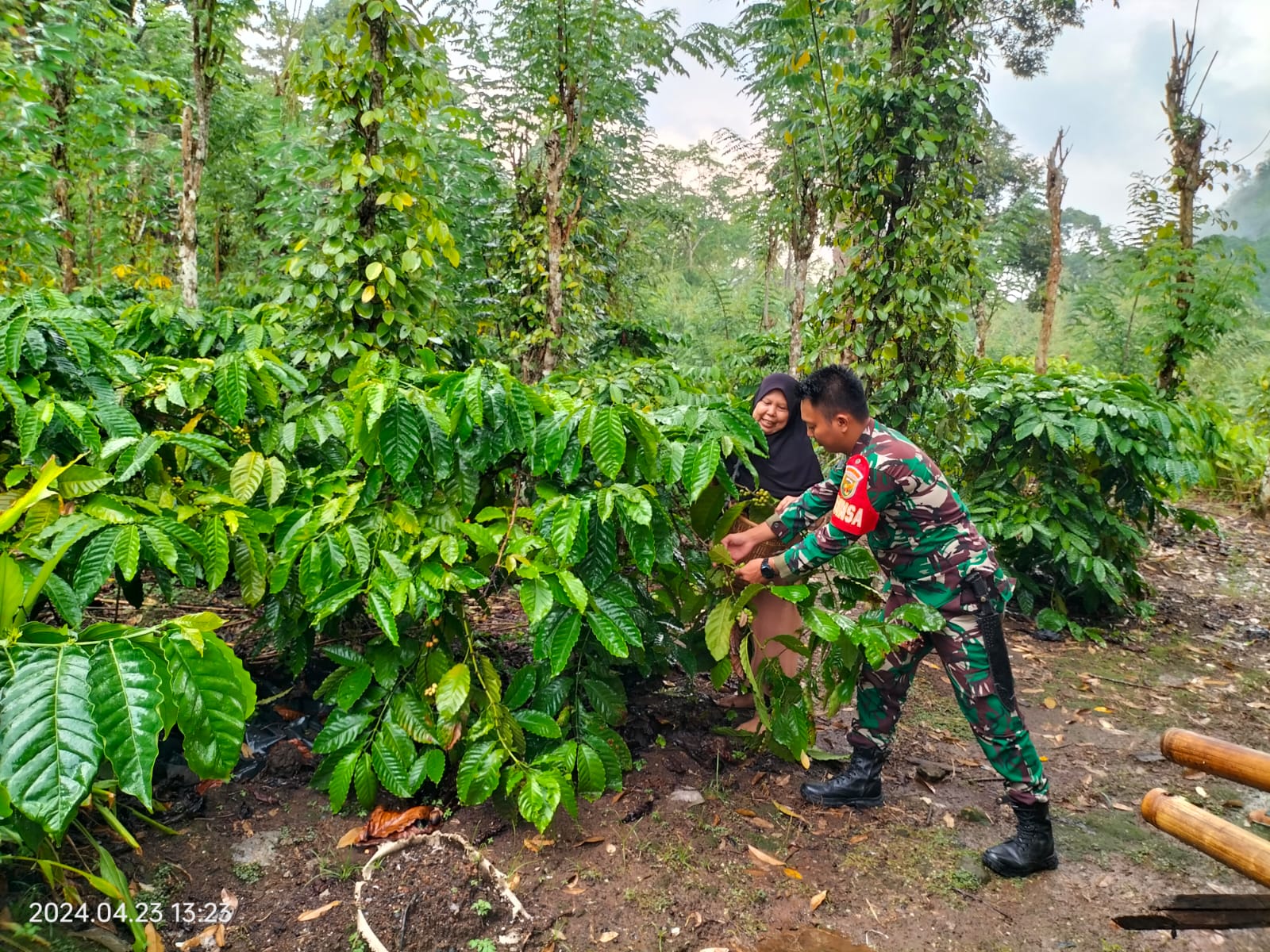 Babinsa Desa Lubuk Nipis Bantu Petani Panen Kopi