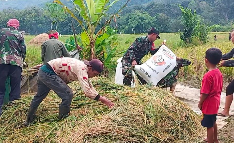 Penuh Semangat, Babinsa Serda Suroto Dampingi Petani Panen Padi