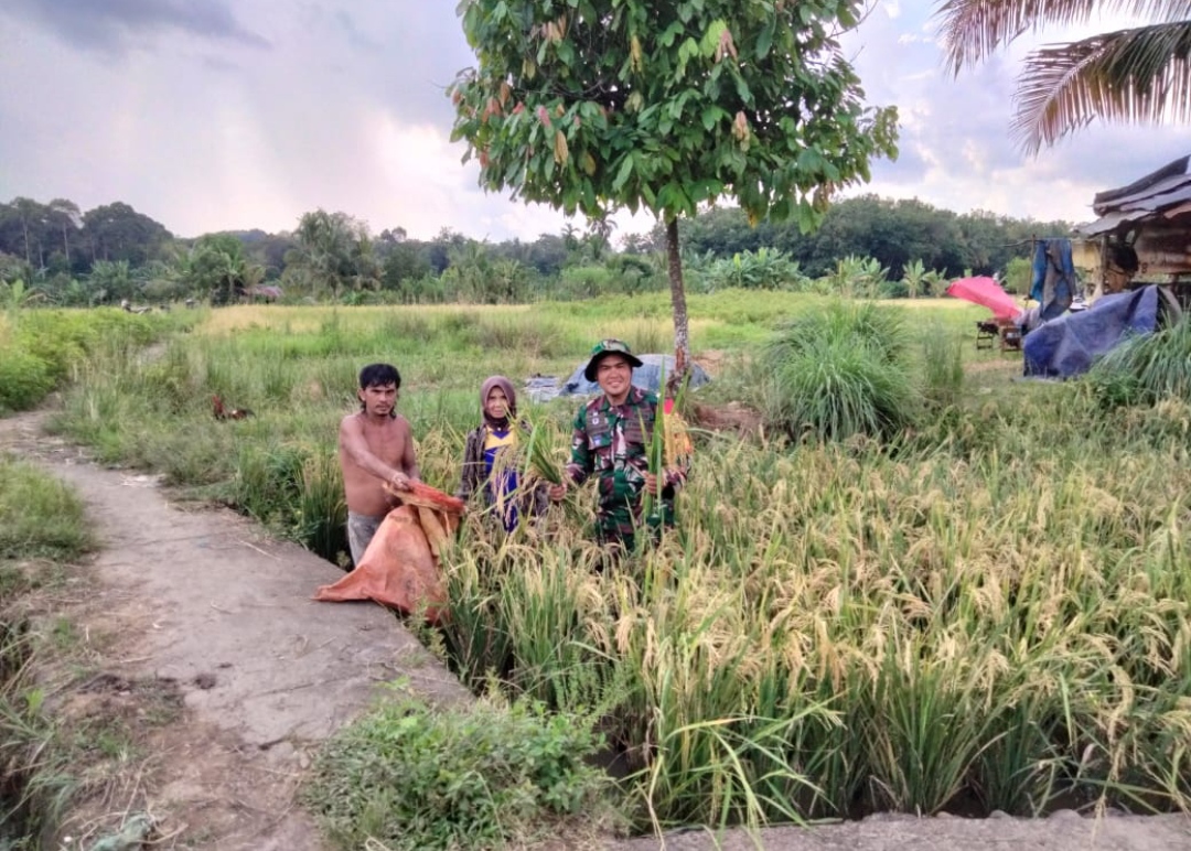 Babinsa Desa Matas Kec Tanjung Agung Ikut Membantu Petani Memanen Padi