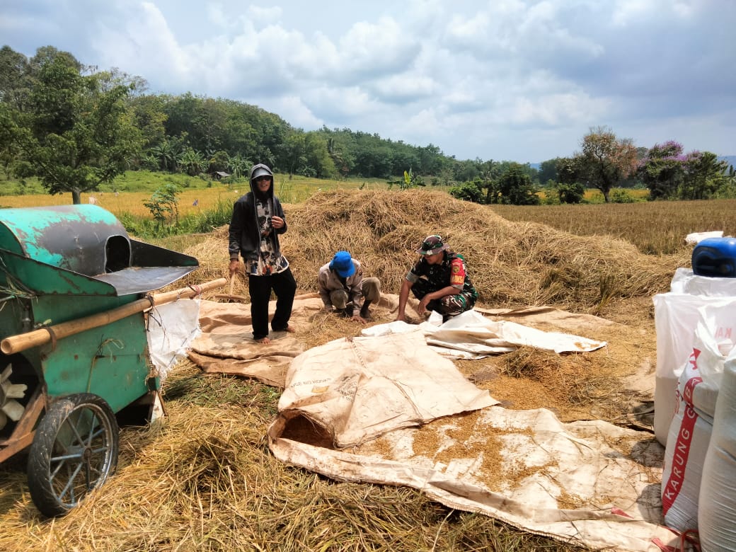 Serka Agus Bantu Petani Desa Matas Giling Padi