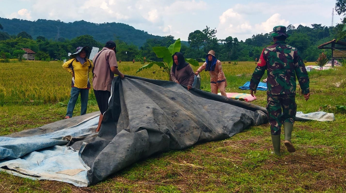 Babinsa Bantu Petani di Desa Binaan Jemur Padi Pasca Panen