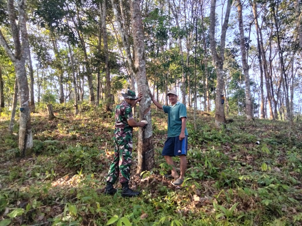 Saat Libur, Babinsa Matas Lakukan Komsos, Sambut Harapan Petani Karet