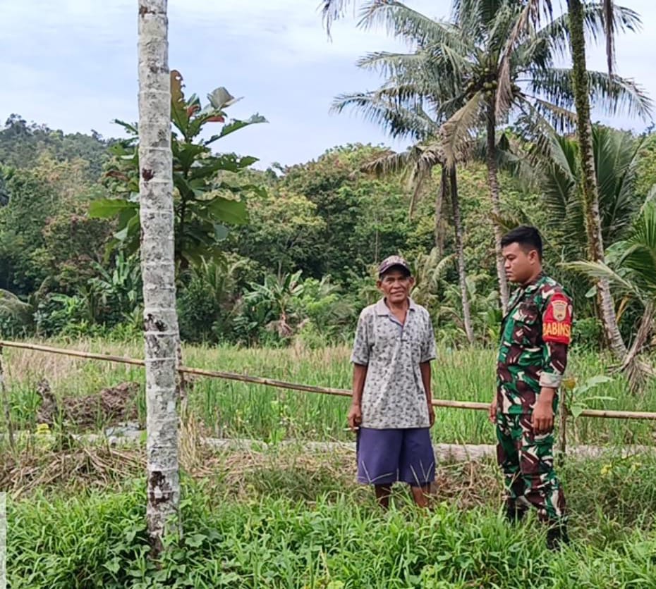 Saat Monitor Sawah, Sertu Ardi Babinsa Darmo Sambut Keluhan Petani Terkait Pupuk