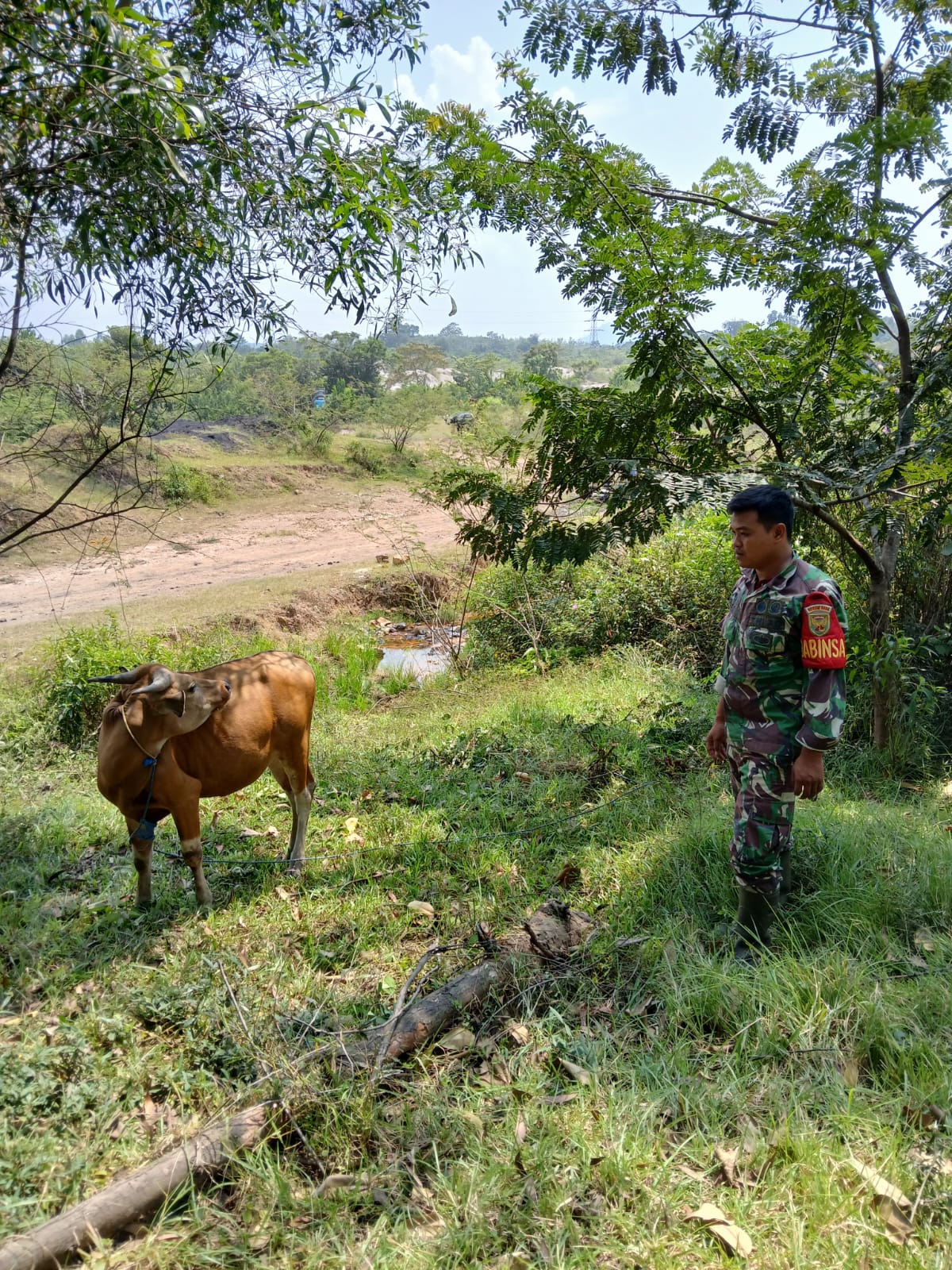 Babinsa Darmo Monitor Perkembangan Ketahanan Pangan Petani Ternak Sapi