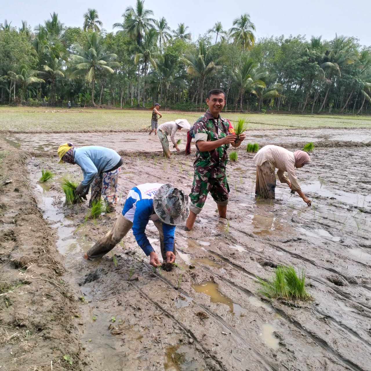 Babinsa 05/TE Bantu Kelompok Tani Pulau Nangka Tanjung Agung Menanam Padi