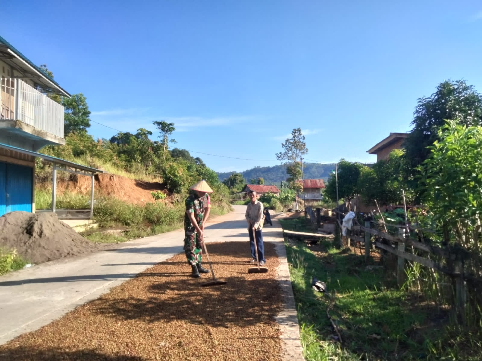 Berikan Kepedulian Ke Warga, Babinsa Koramil 05/TE Bantu Jemur Kopi