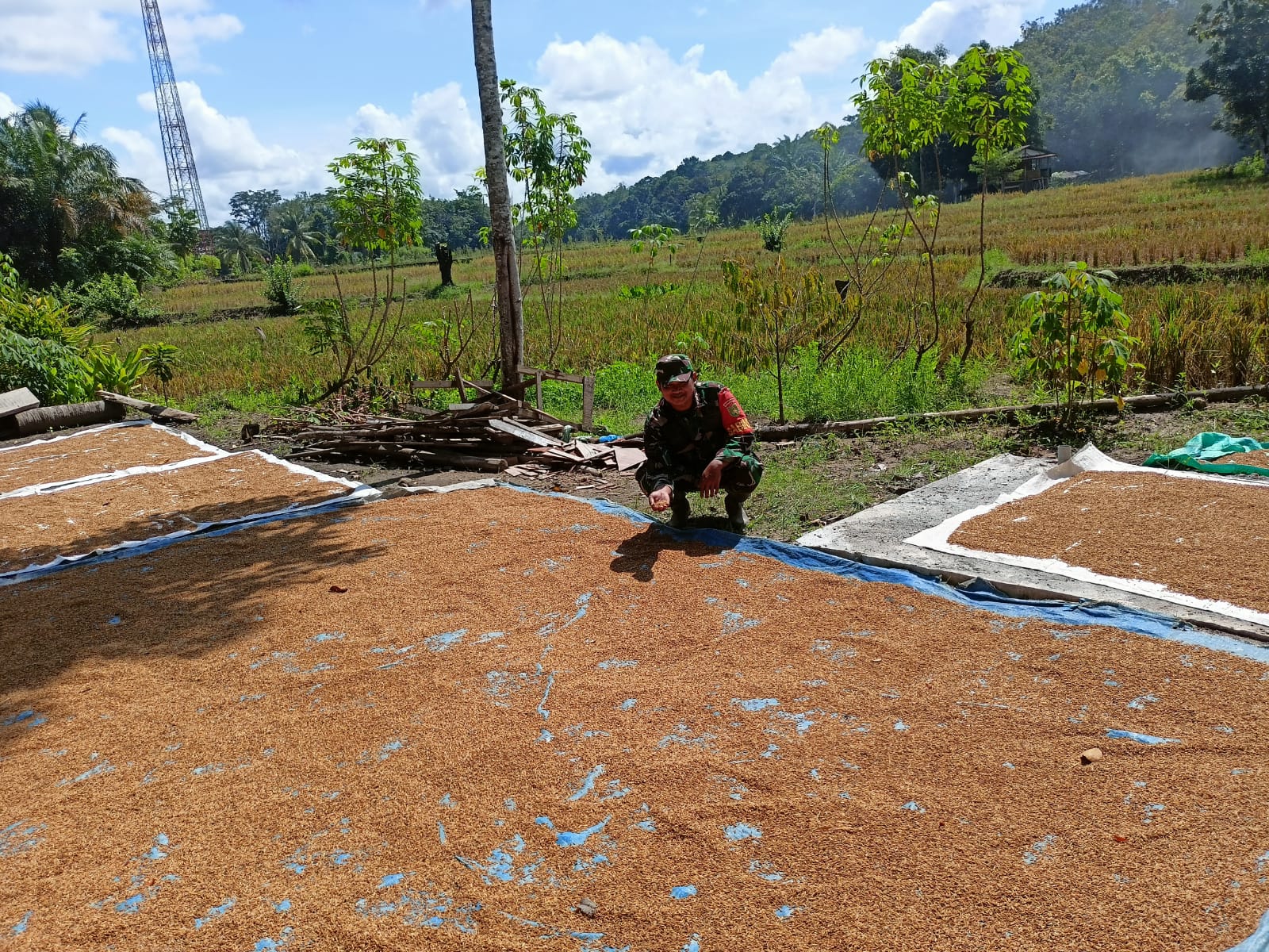 Sertu ilham, Babinsa Koramil 05/TE Bantu Warga Jemur Padi