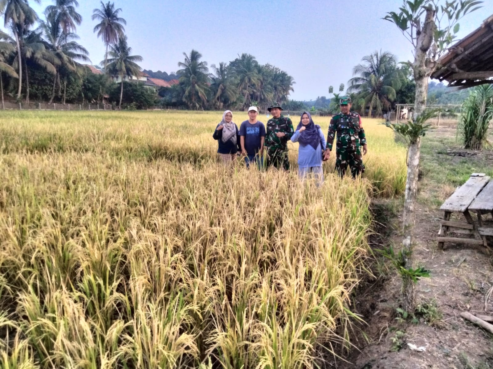 Babinsa Matas Koramil Tanjung Enim Ikut Monitor Giat Kementrian Pertanian, Ngecek Lahan Sawah