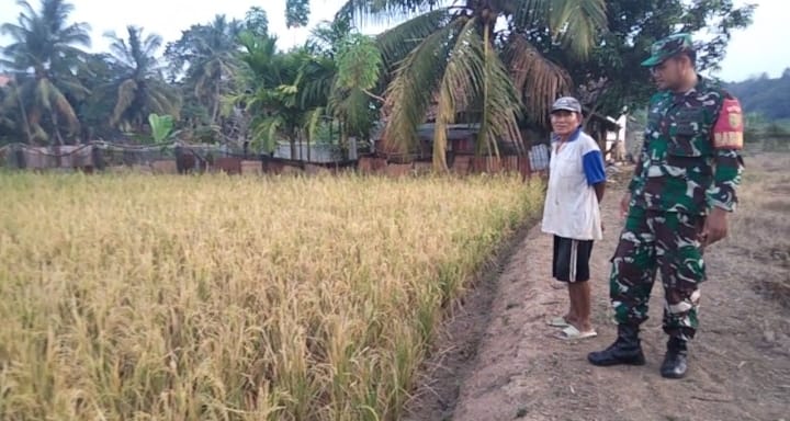 Babinsa Matas Koramil 404-05/Tanjung Enim Lakukan Pengecekan Tanaman Padi Petani Binaan