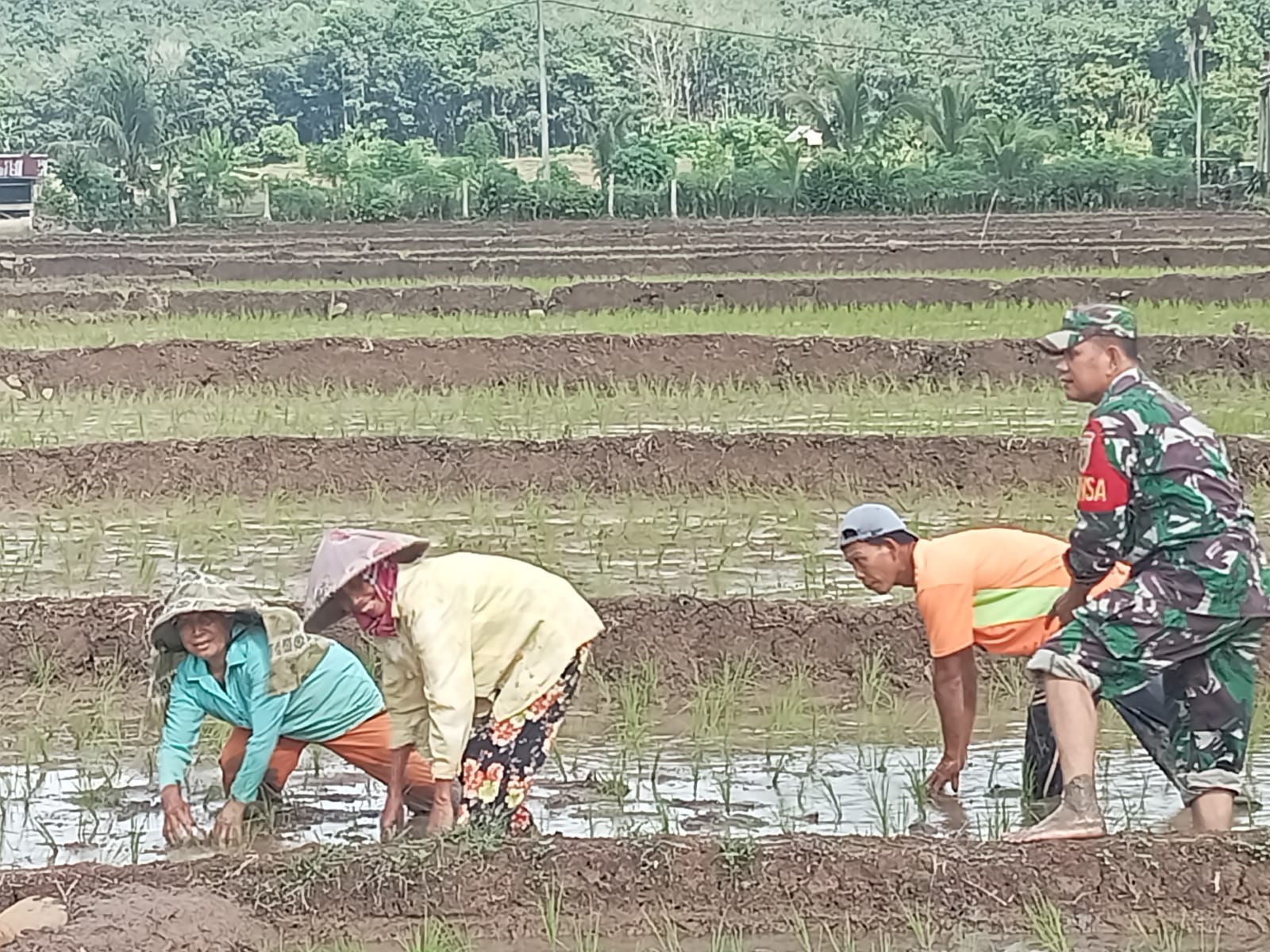 Dukung Ketahanan Pangan, Serma Pasli Gotong Royong Bersama Warga