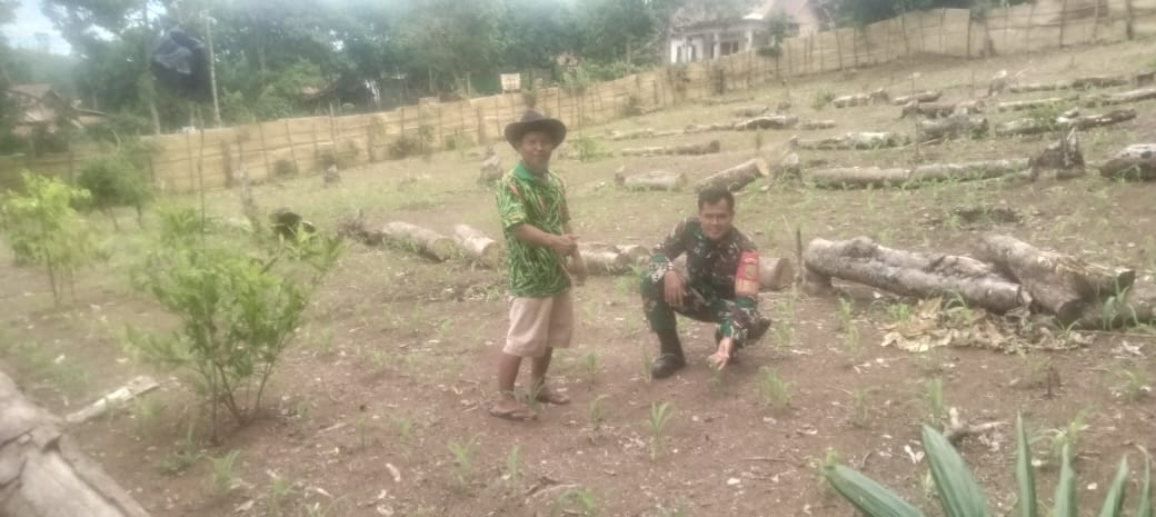 Babinsa Matas Berikan Dukungan Warganya Yang Berkebun