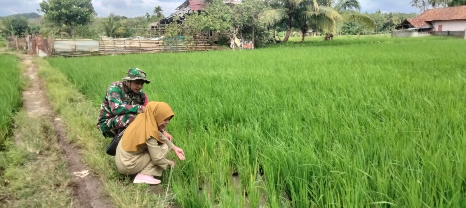 Babinsa Matas Bersama PPL Lakukan Pengecekan Tanaman Padi