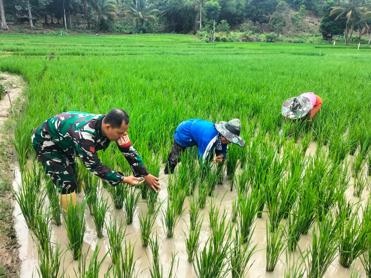 Koptu Suarno Babinsa Lambur Turun Langsung Cek Kondisi Padi Sawah