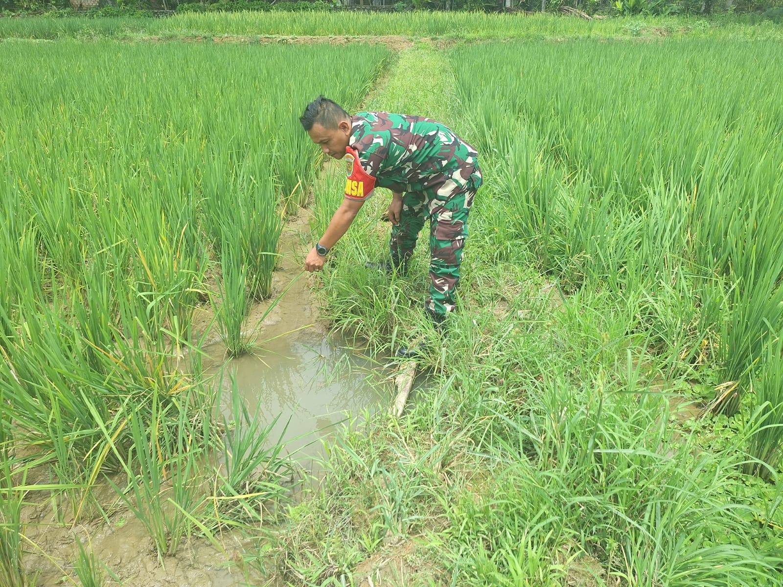 Babinsa Pandan Dulang Cek Langsung Kondisi Pertumbuhan Padi