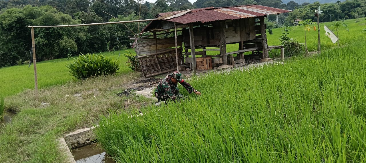 Babinsa Sugi Waras Laporkan Perkembangan Kondisi Padi Desa Binaan
