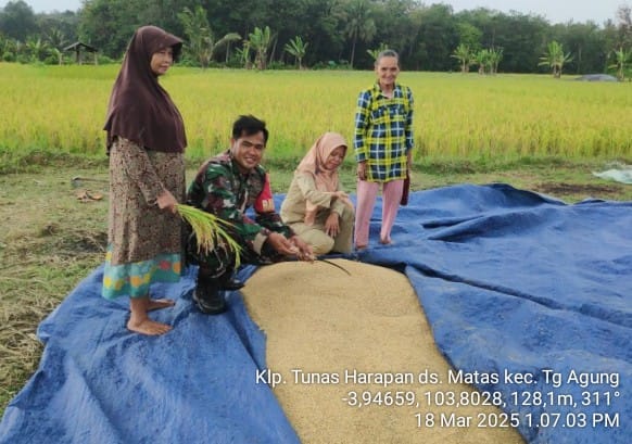 Babinsa Desa Matas, Sampaikan Informasi Terkait Harga Gabah Padi