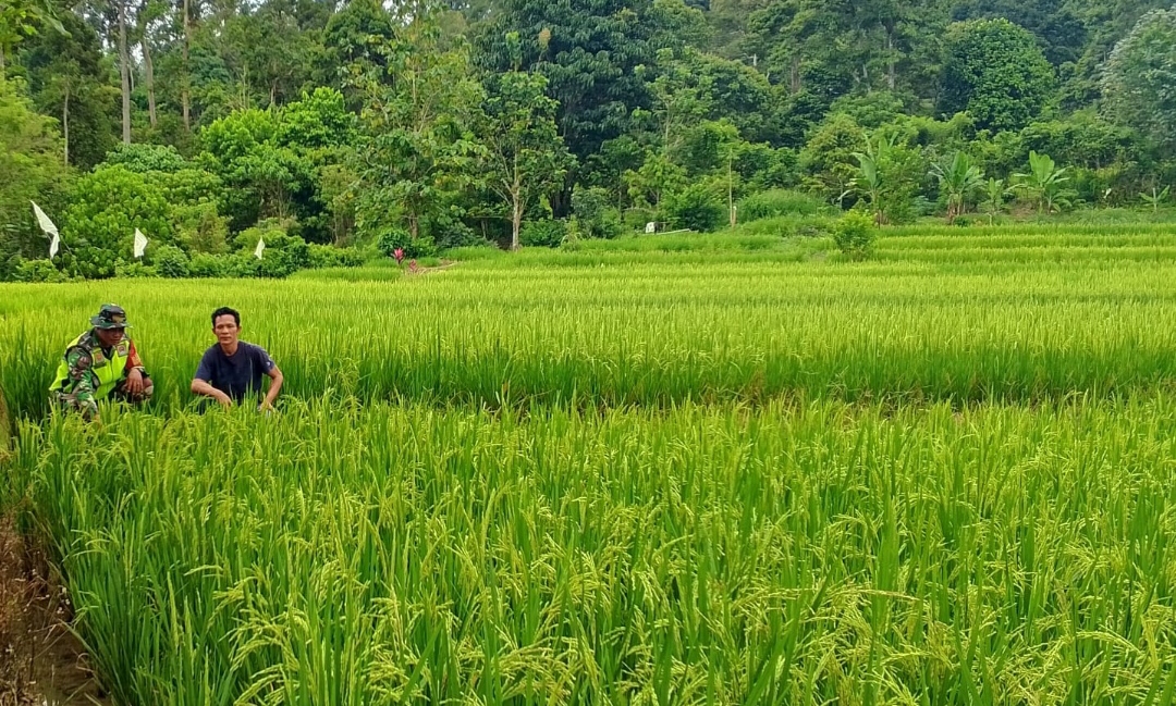 Babinsa Desa Muara Meo Cek Kondisi Padi Sawah Warga Binaan, Dikabarkan Bulan 4 Panen