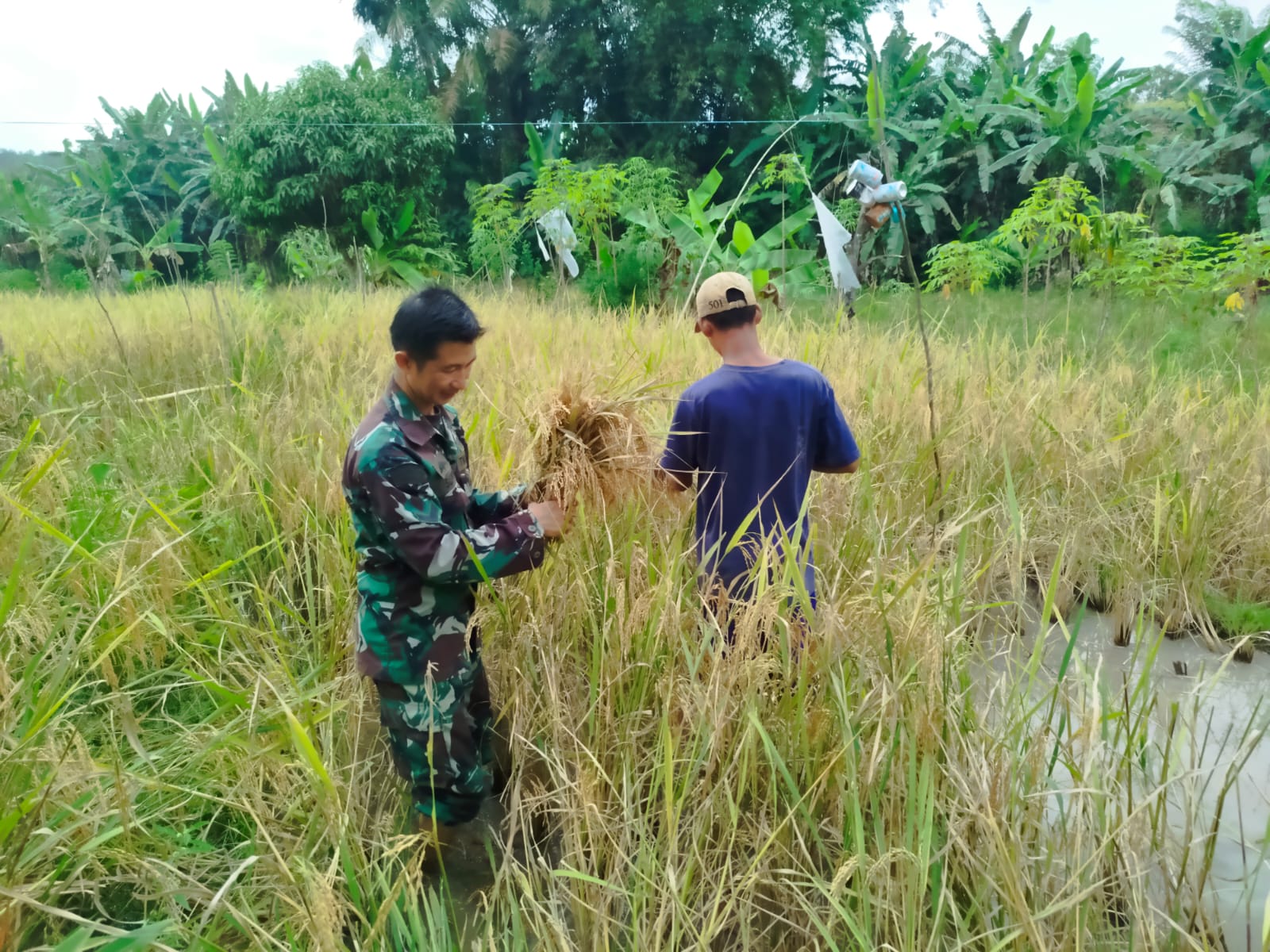 Laporan Babinsa Desa Seleman Terkait Hasil Panen Padi