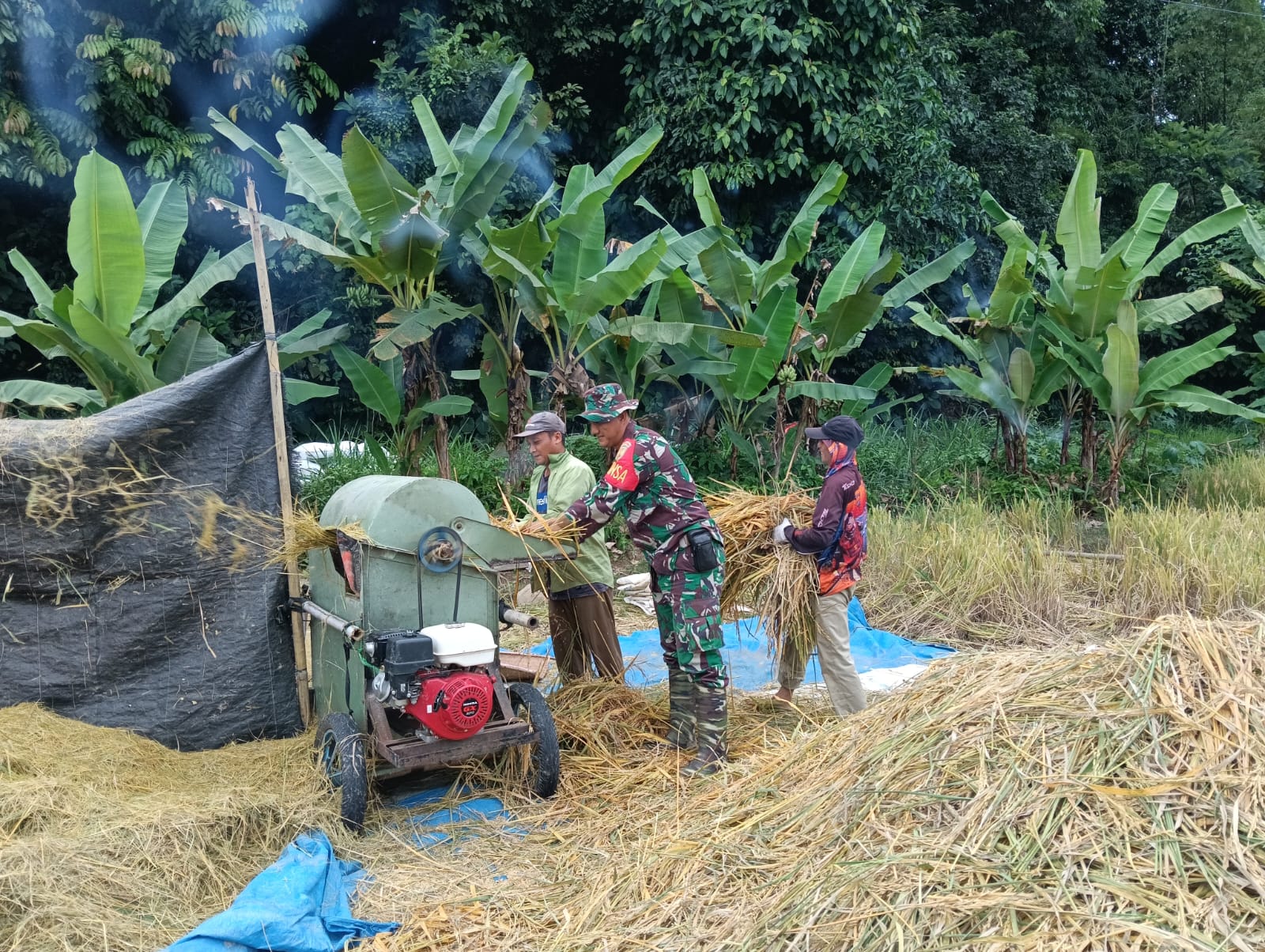 Dukung Swasembada, Serma Andi Babinsa Sugi Waras Laporkan Hasil Panen Padi