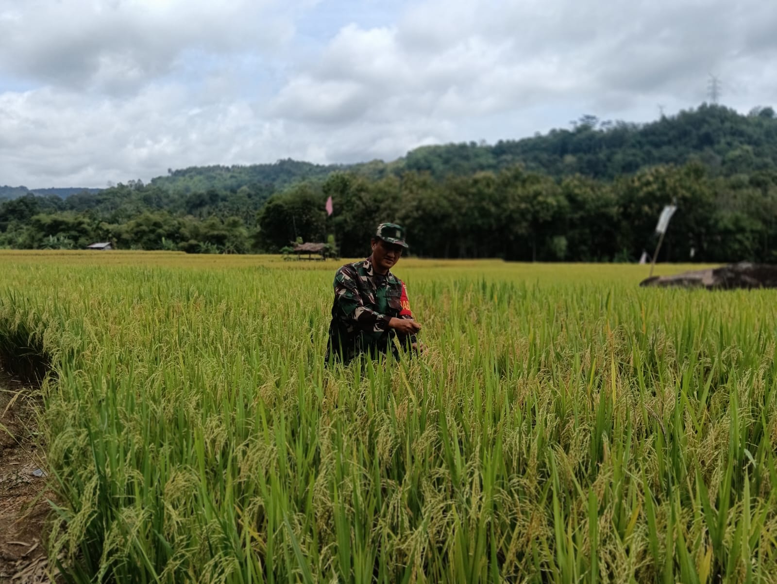 Masuk Persiapan Panen, Babinsa Desa Sugi waras Cek Kondisi Padi Sawah