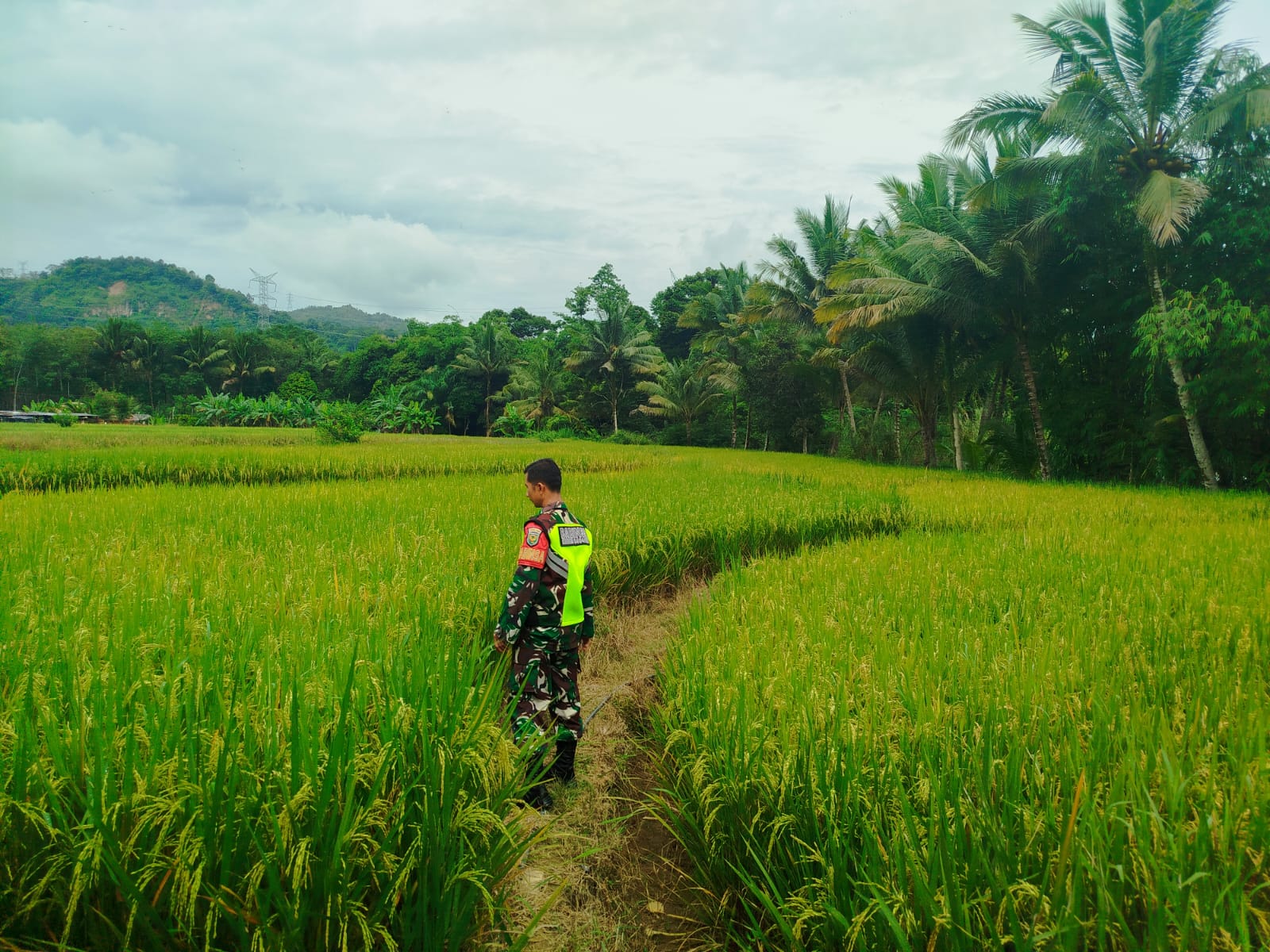 Babinsa Desa Seleman Cek Langsung Kondisi Padi Sawah
