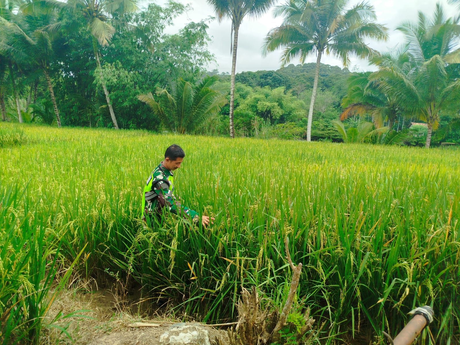 Babinsa Seleman Cek Langsung Kondisi Padi Sawah