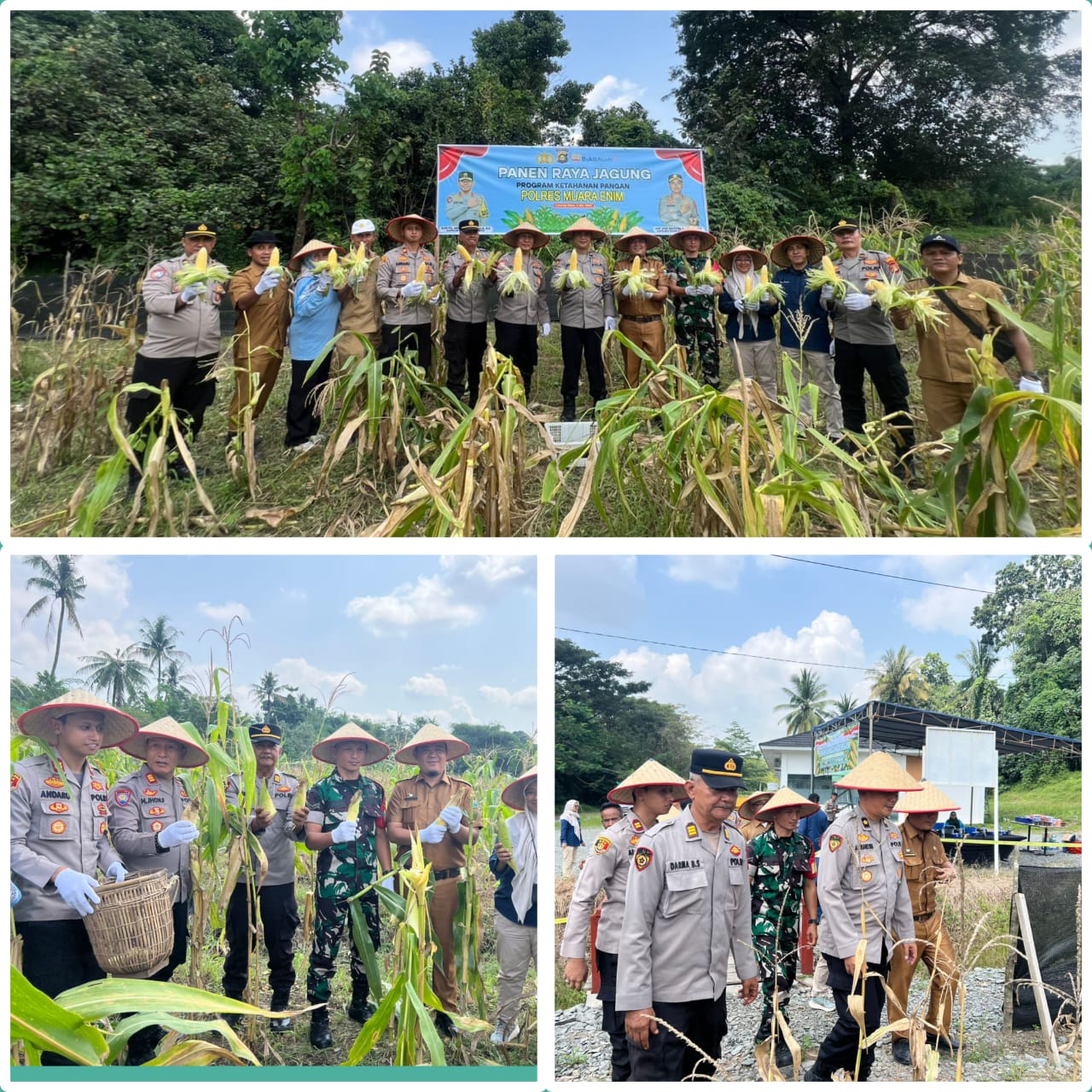 BABINSA PASAR TANJUNG ENIM HADIRI PANEN RAYA JAGUNG BERSAMA POLSEK LAKI