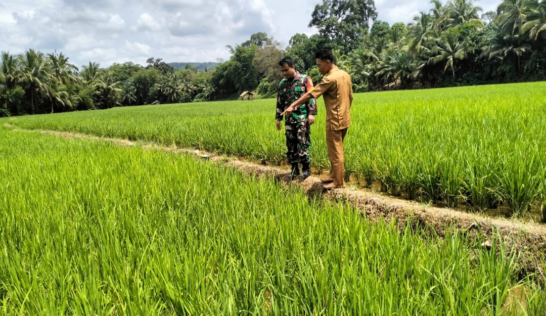Babinsa Lesung Batu Cek Langsung Kondisi Padi Sawah
