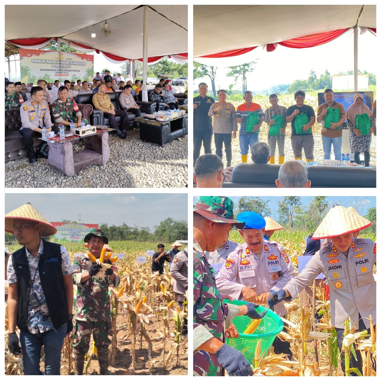 Babinsa Koramil Tanjung Enim Hadir Panen Raya Jagung Di Desa Penyandingan