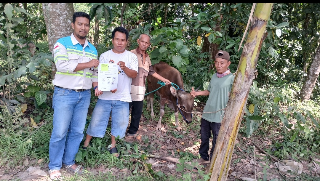 Sambut Idul Adha 1446 Hijriah, PT Mustika Indah Permai Bagikan Hewan Kurban untuk Masyarakat Sekitar Wilayah Operasional