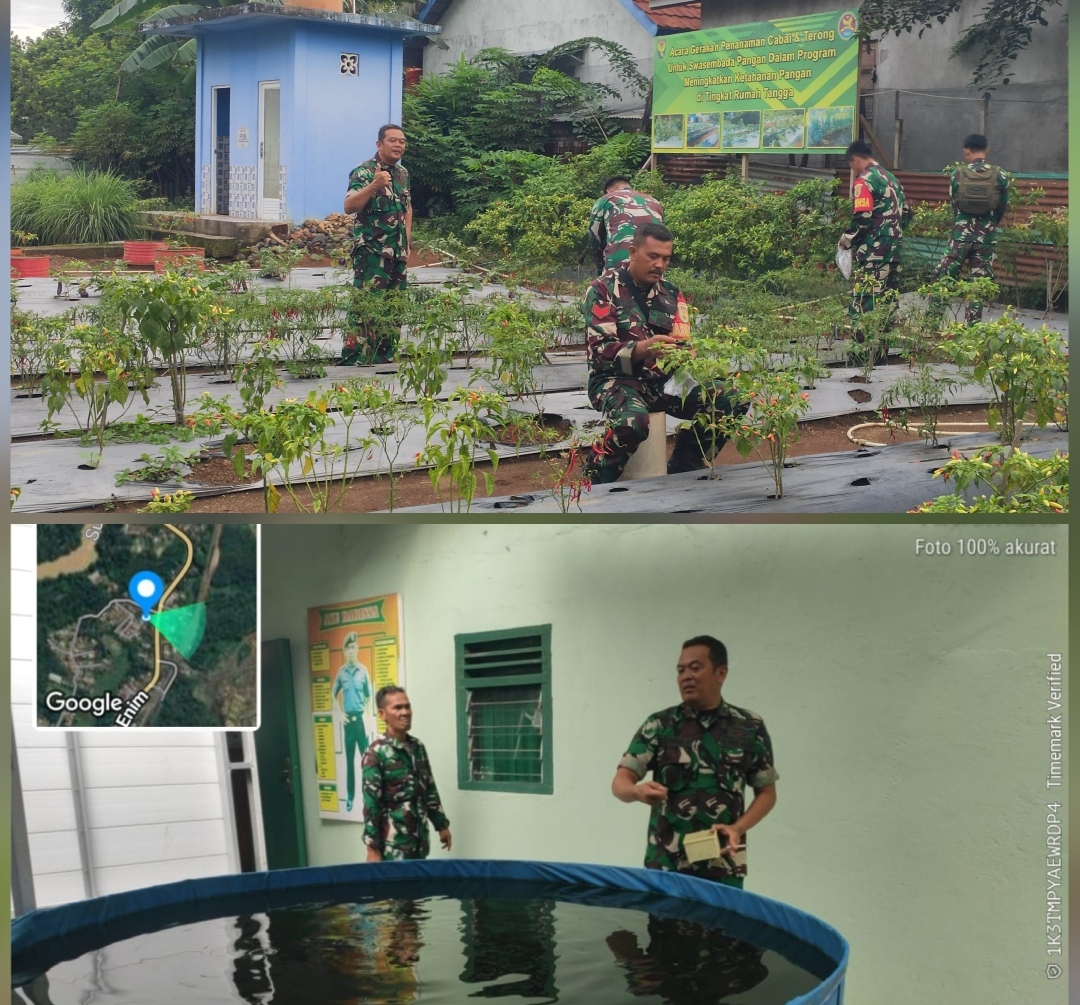 Danramil 405-02/Merapi Panen Cabe dan Sayuran di Kebun Koramil