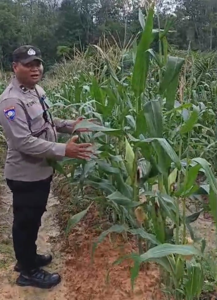 Polsek Rambang Dangku Turun ke Kelapangan, Jagung Hibrida Program Presiden Tumbuh Subur di Air Limau