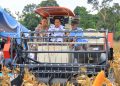 Hadiri Panen Raya Jagung di OKU Selatan, Wagub Cik Ujang Tegaskan Komitmen Sumsel Dukung Ketahanan Pangan Nasional