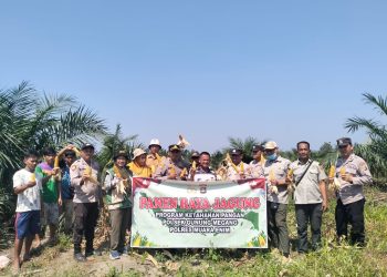 Panen Jagung Kuartal II 2026, Polsek Gunung Megang Dukung Ketahanan Pangan Nasional