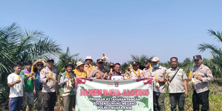 Panen Jagung Kuartal II 2026, Polsek Gunung Megang Dukung Ketahanan Pangan Nasional