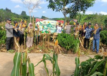 Polsek Tanjung Agung Dampingi Petani Panen Jagung Kuartal II, Dukung Swasembada Pangan Nasional
