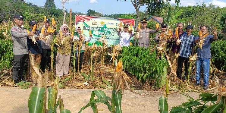 Polsek Tanjung Agung Dampingi Petani Panen Jagung Kuartal II, Dukung Swasembada Pangan Nasional