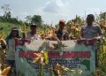 Dukung Swasembada Pangan Nasional, Polsek Gunung Megang Panen Jagung Kuartal II di Lahan Petani Desa Padang Bindu