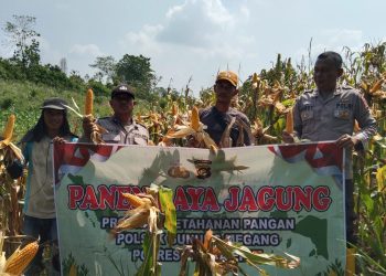 Dukung Swasembada Pangan Nasional, Polsek Gunung Megang Panen Jagung Kuartal II di Lahan Petani Desa Padang Bindu