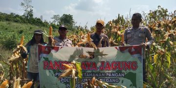 Dukung Swasembada Pangan Nasional, Polsek Gunung Megang Panen Jagung Kuartal II di Lahan Petani Desa Padang Bindu