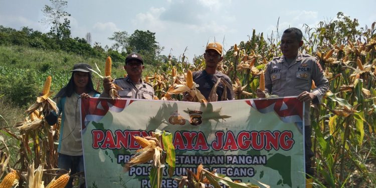 Dukung Swasembada Pangan Nasional, Polsek Gunung Megang Panen Jagung Kuartal II di Lahan Petani Desa Padang Bindu