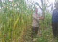 JAGUNG MULAI MENGUNING, KETAHANAN PANGAN POLSEK SDL TUNJUKKAN HASIL NYATA DI PAGAR AGUNG
