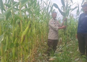 JAGUNG MULAI MENGUNING, KETAHANAN PANGAN POLSEK SDL TUNJUKKAN HASIL NYATA DI PAGAR AGUNG