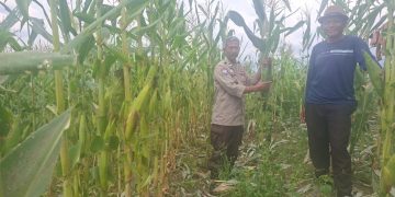 JAGUNG MULAI MENGUNING, KETAHANAN PANGAN POLSEK SDL TUNJUKKAN HASIL NYATA DI PAGAR AGUNG