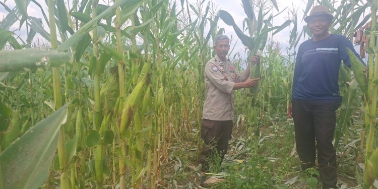 JAGUNG MULAI MENGUNING, KETAHANAN PANGAN POLSEK SDL TUNJUKKAN HASIL NYATA DI PAGAR AGUNG